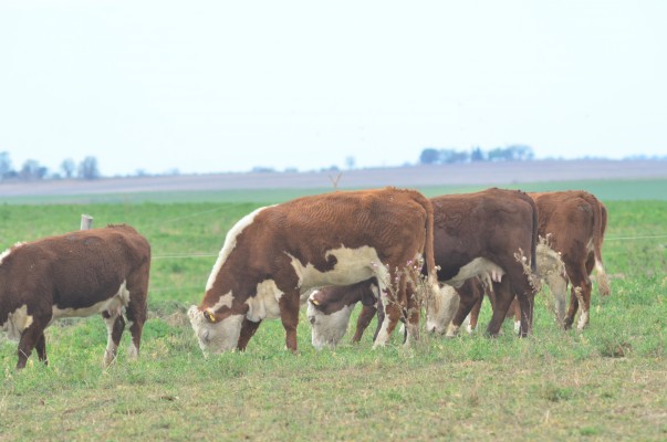 Cómo creen que se encontrarán en un año los productores CREA