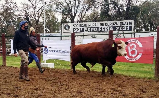 Ventas ágiles y buenos precios en el remate especial de Salentein en Curuzú Cuatiá