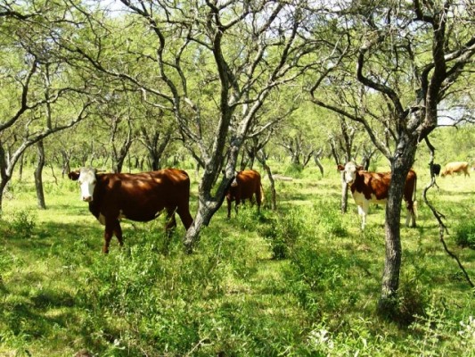 Ocho medidas para bajar el precio de la carne y aumentar el rodeo