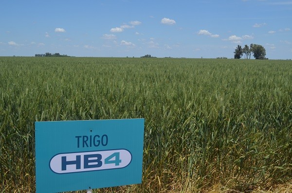 Acopiadores volvió a recordar que peligra la comercialización de trigo argentino por el HB4