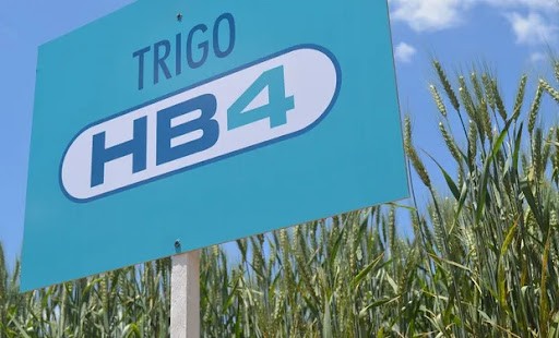 La Federación de Acopiadores expresó a Domínguez su preocupación por el trigo HB4