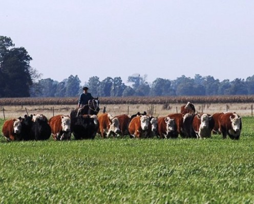 Sustentabilidad: el Ipcva apoya la postura de la Argentina