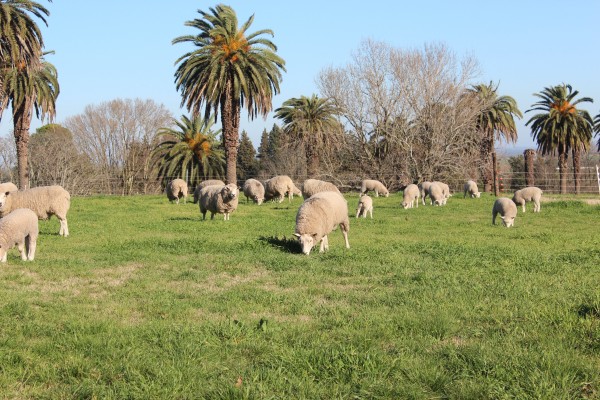 Satisfacción de los productores entrerrianos por la aprobación de la prórroga de la Ley Ovina