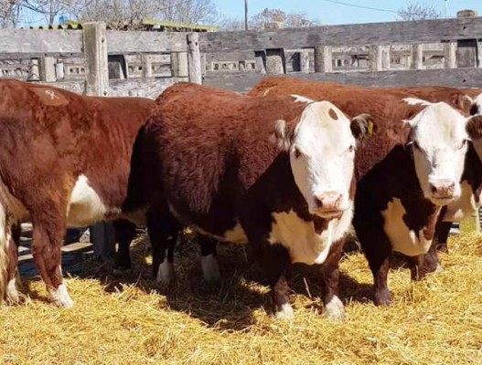 Los precios de la hacienda repuntaron en octubre, pero están debajo de la inflación