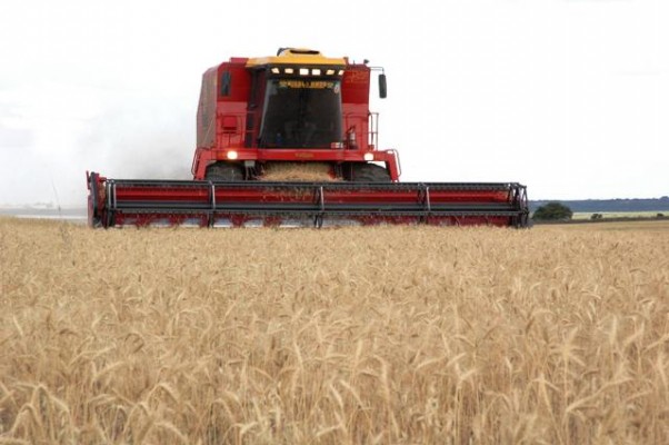 Cuando aún  faltan lotes por cosechar, la producción de trigo ya es récord en Entre Ríos