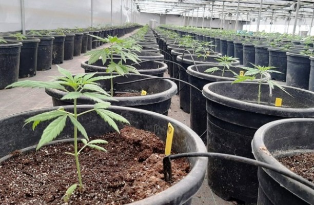 La EEA Concordia comenzará a investigar sobre el cultivo de cannabis