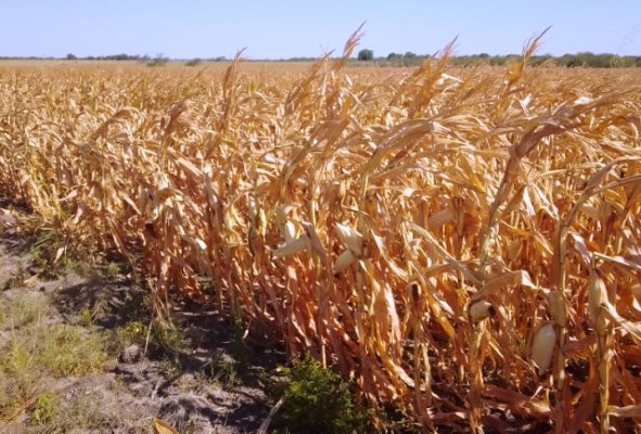 ¿Cómo acceder a los beneficios de la emergencia agropecuaria?