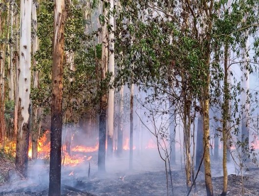 Los productores entrerrianos perdieron más de $ 1.200 millones por los incendios forestales