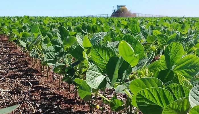 En Entre Ríos cayó el área sembrada con soja de primera y creció la de segunda