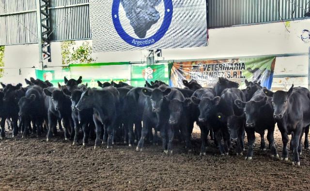 La Sociedad Rural de Federal prepara la 5ª edición del Concurso y Feria del Ternero