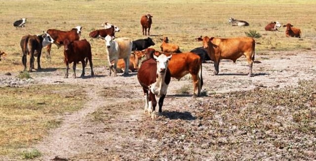 Se agiliza el movimiento de hacienda en las zonas de emergencia agropecuaria