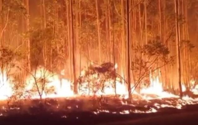 ¿Cómo impactan los incendios en Corrientes en la foresto-industria de Entre Ríos?