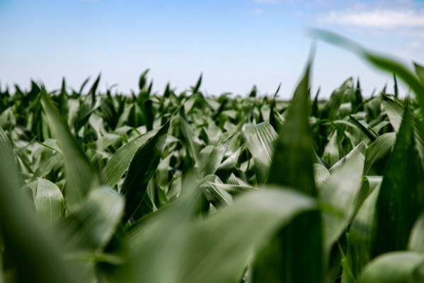 El maíz es el único cultivo que amplió su área en los últimos seis años en Entre Ríos