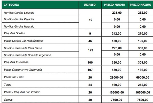 Interés por los toros y las vacas en La Paz