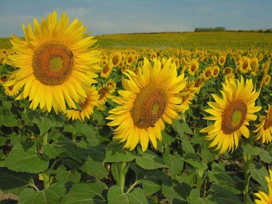 Las tres razones por las que se sembró más girasol en Entre Ríos