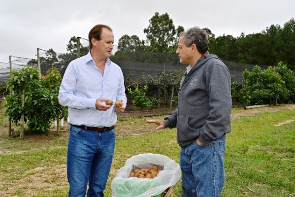 Primera cosecha de kiwis de Entre Ríos