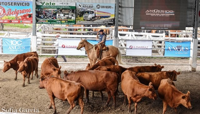 Angus pisó fuerte en Federal