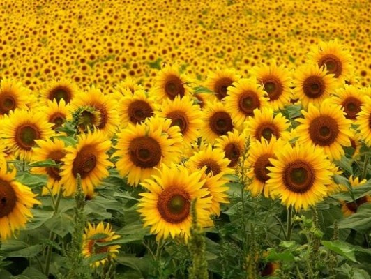 La producción de girasol creció el 32% en Entre Ríos