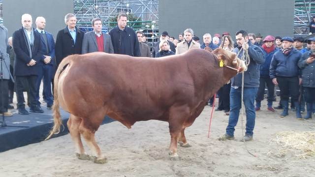 Un toro Limousin, el primero en llegar a Palermo 2022