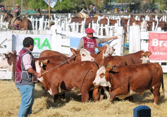 Está en marcha la expo de Feliciano