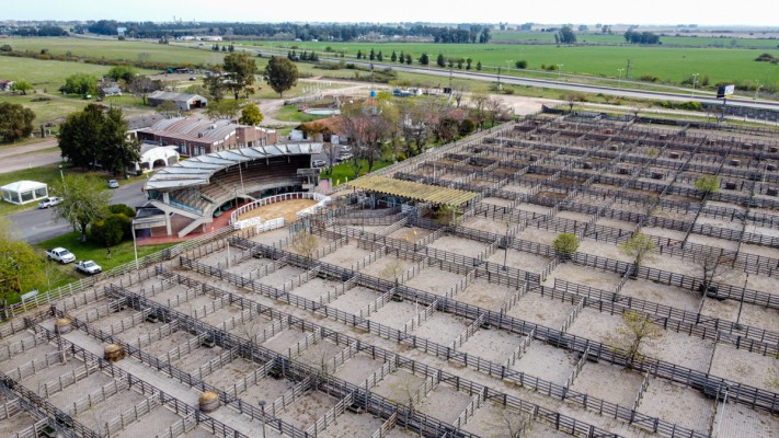 Charlas, jura y remate de vientres marcan el inicio de la Expo Rural de Gualeguaychú