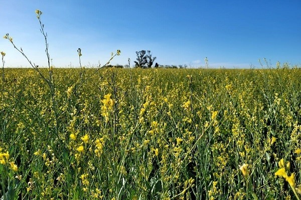 Colza y carinata: estiman rindes entre 800 y 2.500 kg/ha