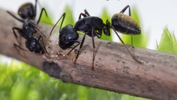 ¿Qué hacemos con las hormigas cortadoras?