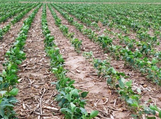 Acsoja alertó sobre el duro momento del cultivo y su impacto en la cadena