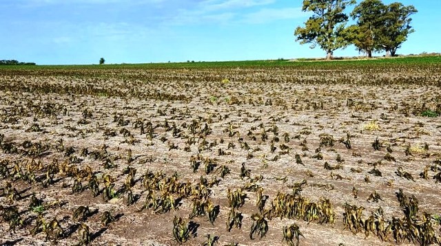 Farer propone repensar las políticas agropecuarias