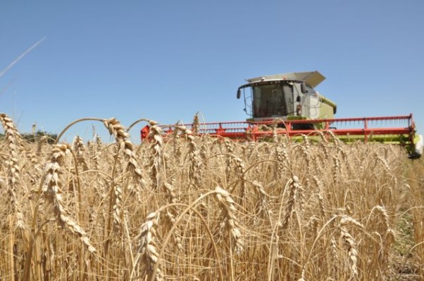 La producción triguera en Entre Ríos creció 8%