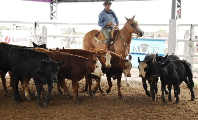 En Federal ya trabajan en la organización del Concurso y Feria del Ternero