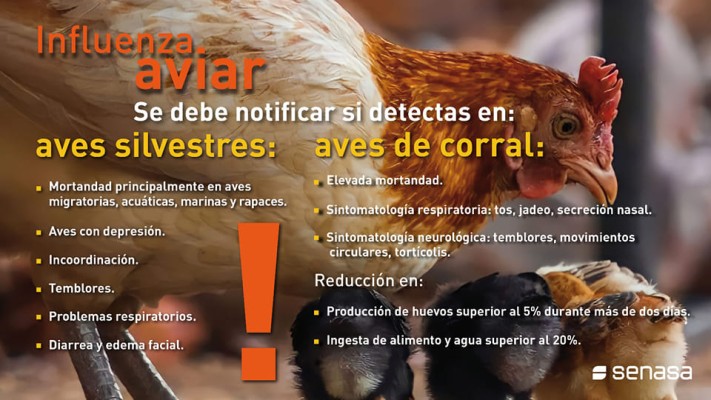 Refuerzan el control y la vigilancia ante los casos de influenza aviar