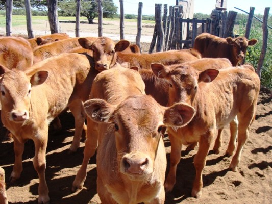 Nueva edición del Concurso y Feria del Ternero en la Sociedad Rural de Federal