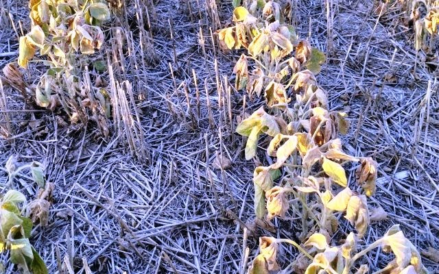 La devastadora sequía arrasa con la soja en Entre Ríos