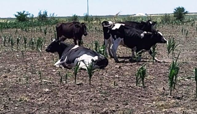 El productor de leche argentino pide ayuda a los demás integrantes de la cadena