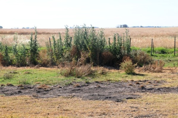 La FAA entrerriana pedirá la extensión de la emergencia agropecuaria