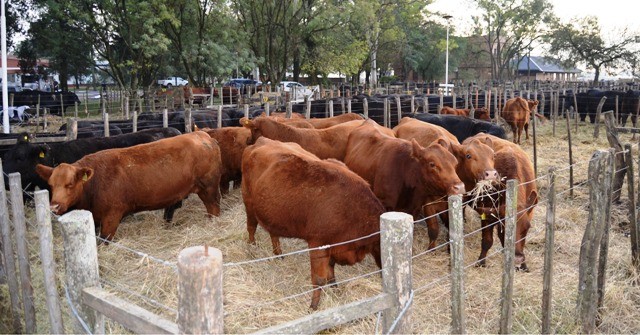 A puro Angus en María Dolores