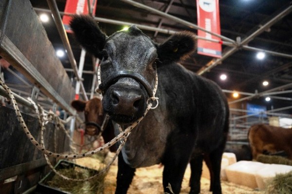 Shorthorn Plus llega por primera vez a la Expo Rural 