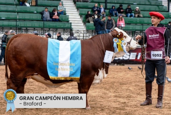 El Gran Campeón Hembra de la raza Braford es de la cabaña entrerriana La Matilde