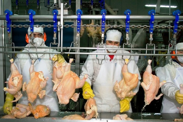 Vietnam reabre su mercado a los productos avícolas argentinos