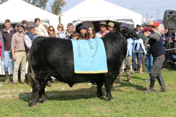 La Expo Villaguay mostró un Angus cada vez más federal