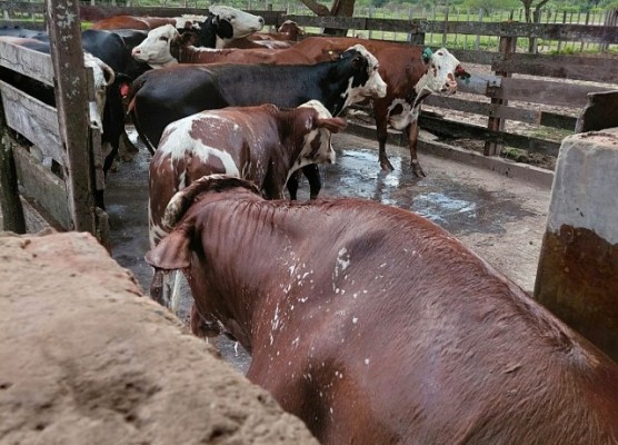 Garrapata: crecen los focos en Entre Ríos y hay mortandad de vacas por tristeza bovina