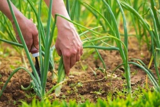 El rol de la diversidad de las mujeres rurales en el desarrollo económico, social y ambiental