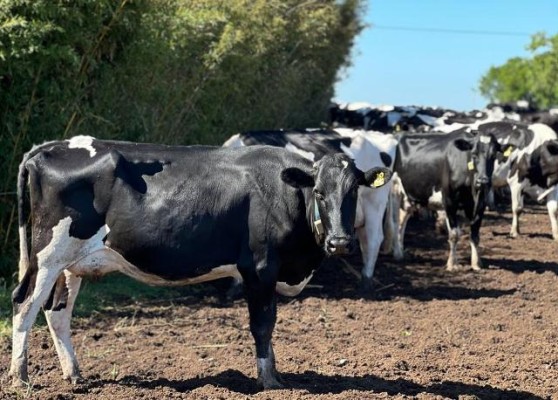 El Distrito Entre Ríos de la SRA definió como grave la situación del campo