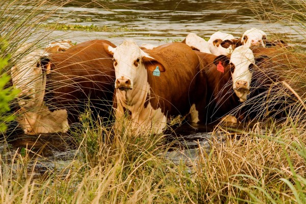 Cómo proteger el bienestar de los animales