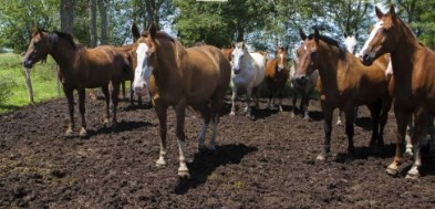 Senasa confirmó casos positivos de encefalomielitis equina