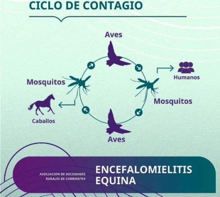 En Entre Ríos aún no hay casos confirmados de encefalomielitis equina