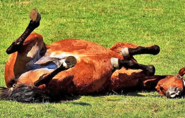 Encefalomielitis equina: se declaró la emergencia sanitaria en todo el país