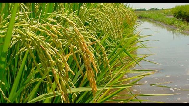 Arroz, lácteos y frutas quedan afuera del aumento de las retenciones