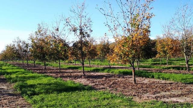 El sector pecanero busca evitar ser incluido entre las producciones con retenciones